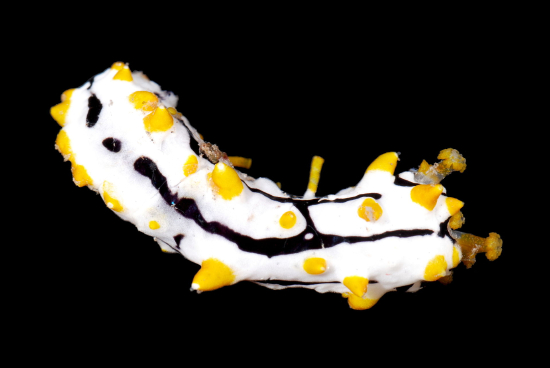  Pearsonothuria graffei (Graffiti Sea Cucumber)